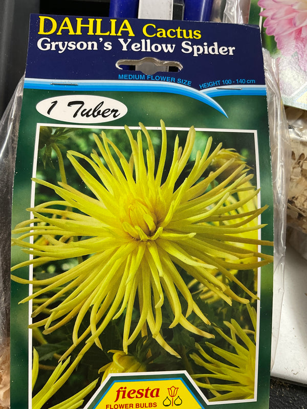 Dahlia Tuber - Gryson’s Yellow Spider