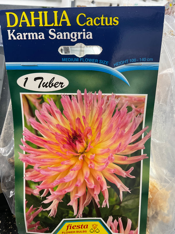 Dahlia Tuber - Karma Sangria