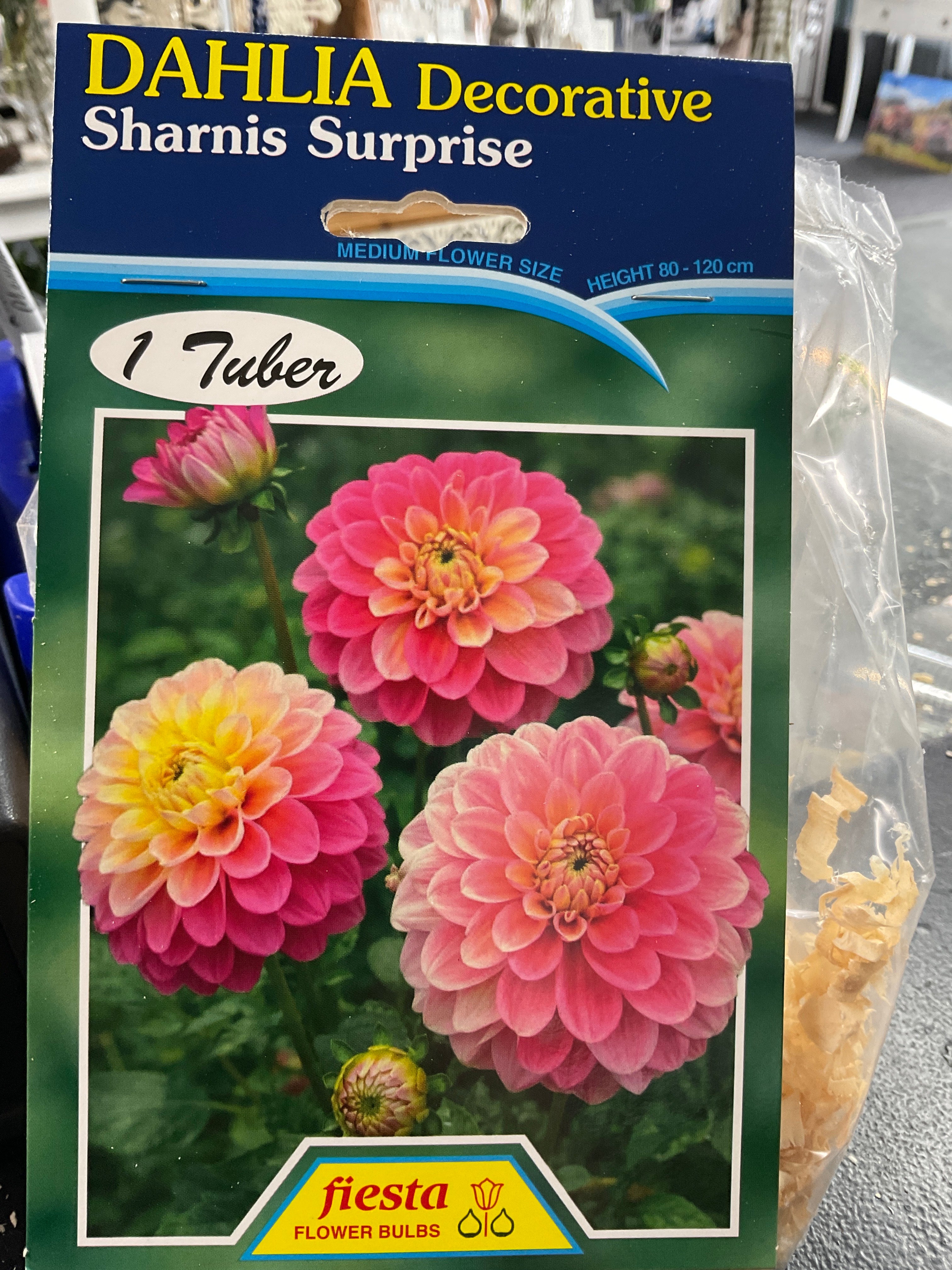Dahlia Tuber - Sharnis Surprise