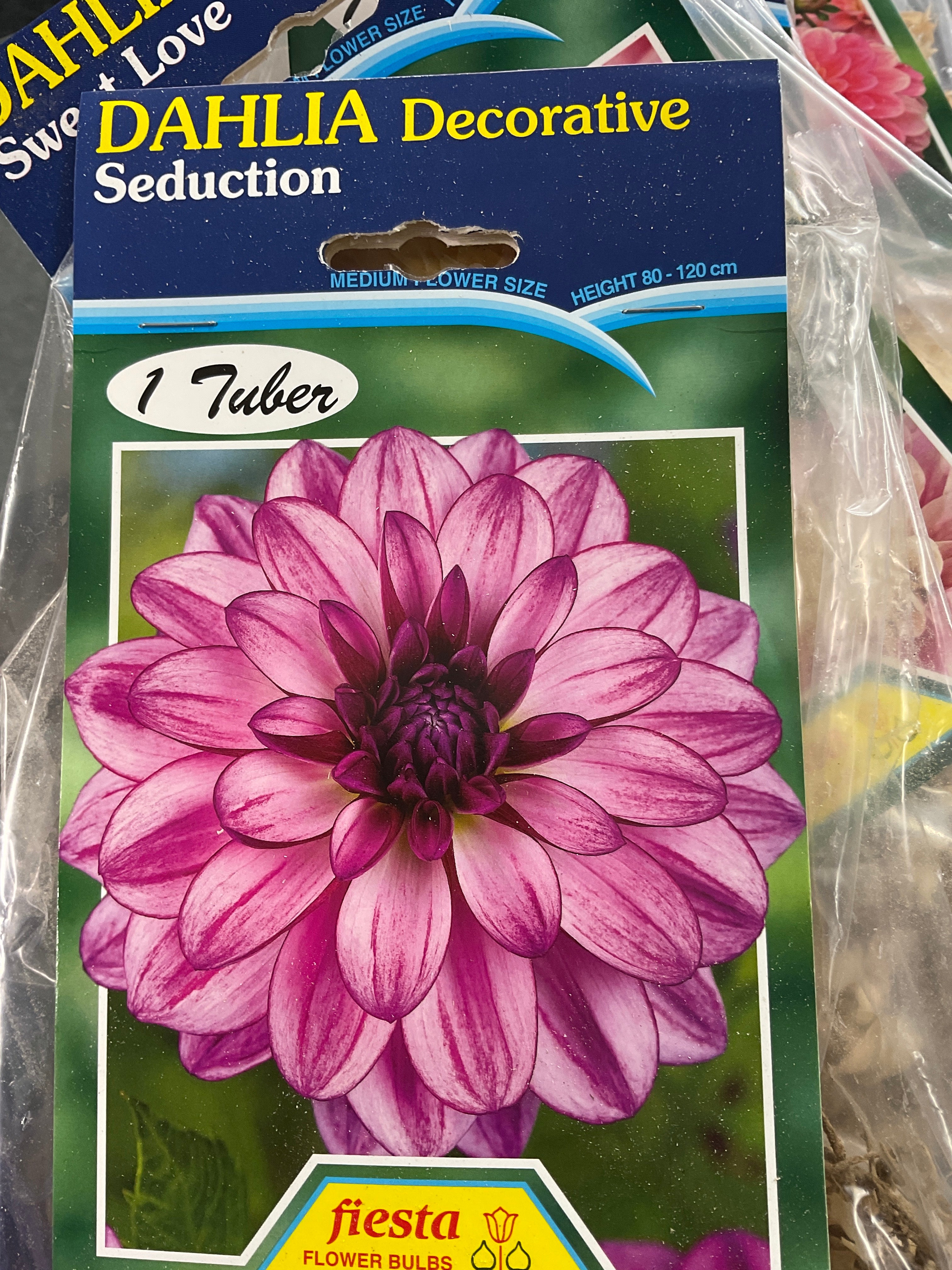 Dahlia Tuber - Seduction