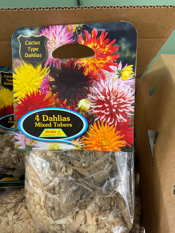 Dahlia Tuber - Cactus Mixed 4Pk