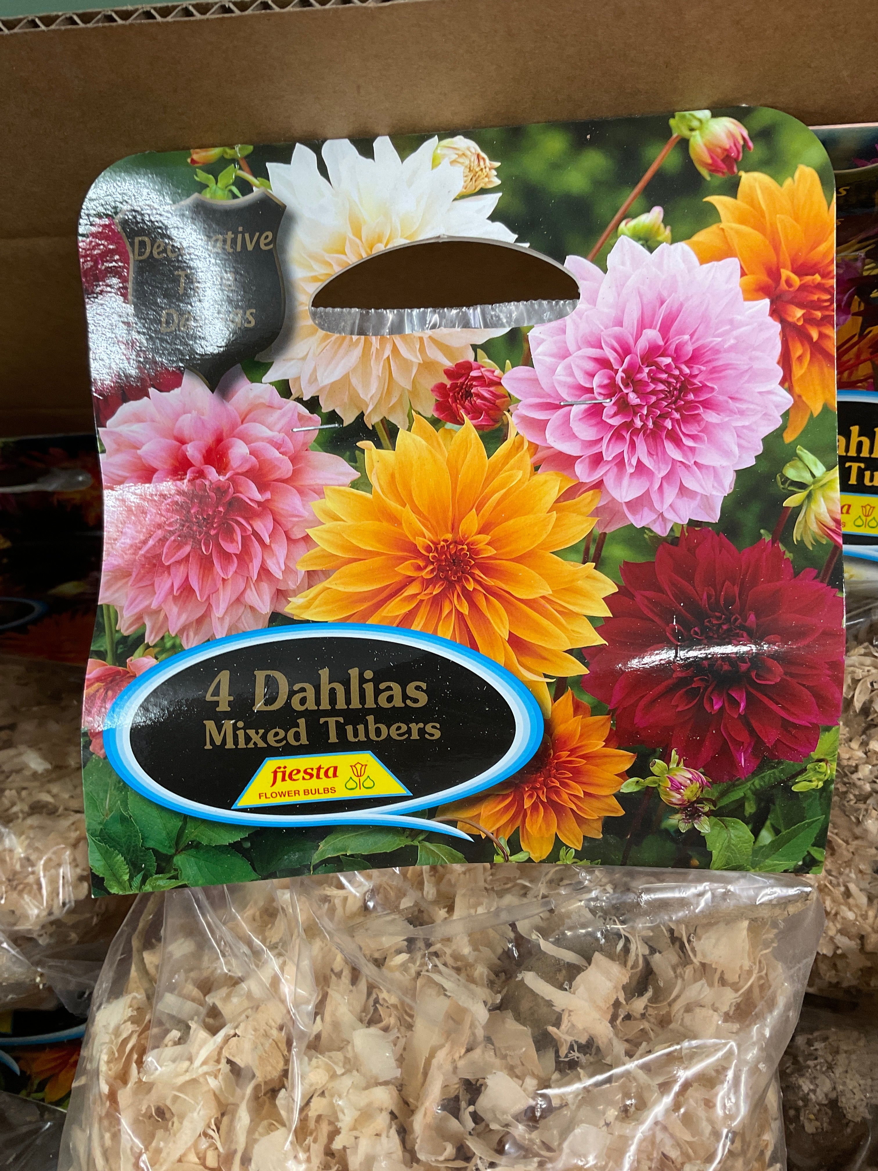 Dahlia Tuber - Decorative Mix 4Pk