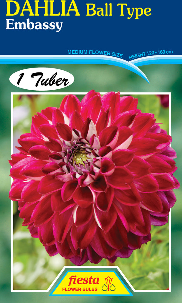 Dahlia Tuber - Embassy