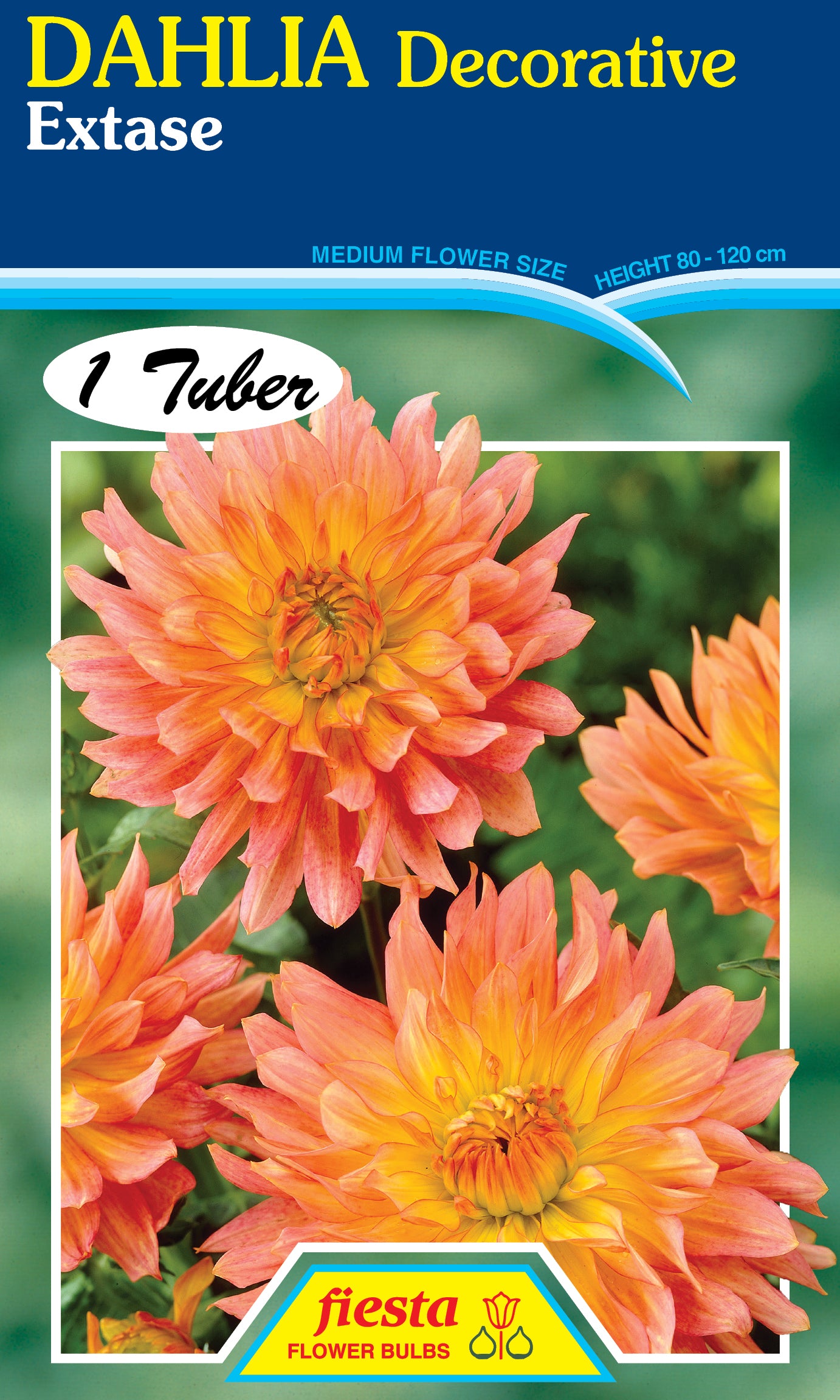 Dahlia Tuber - Extase