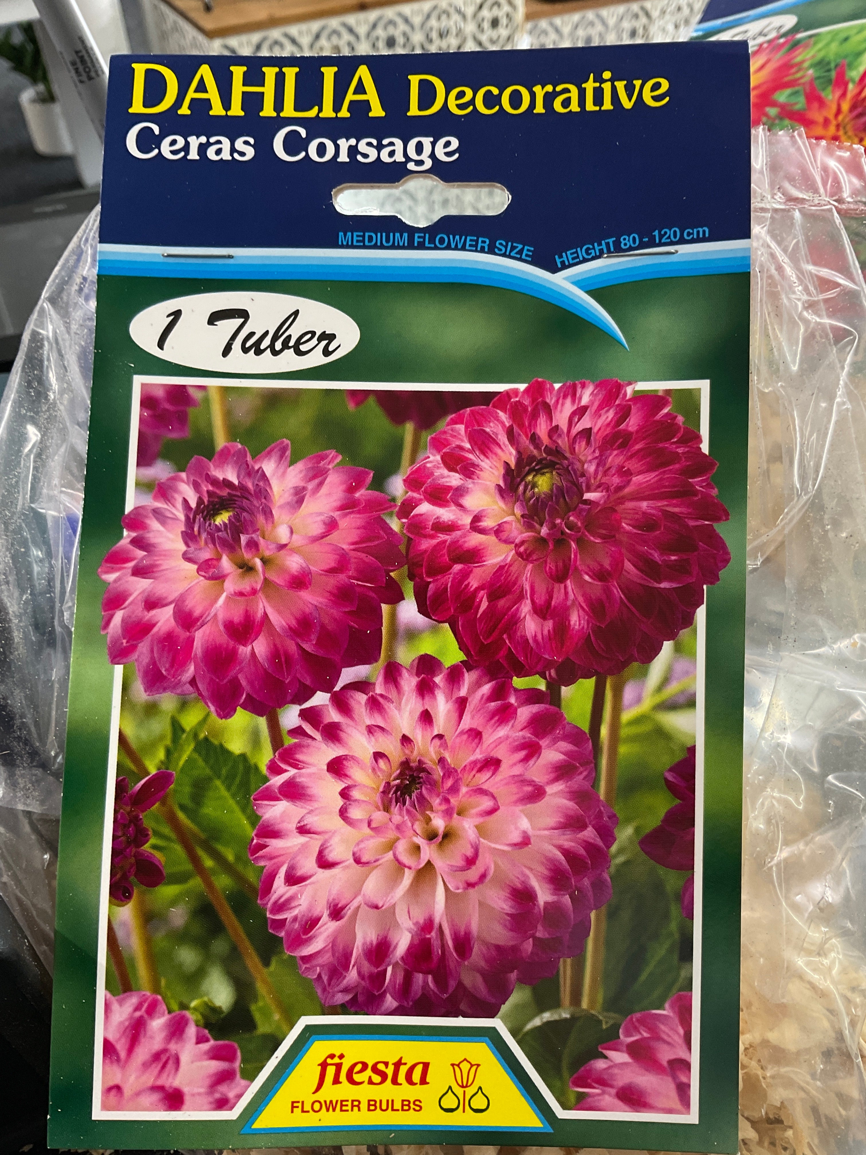 Dahlia Tuber - Ceras Corsage