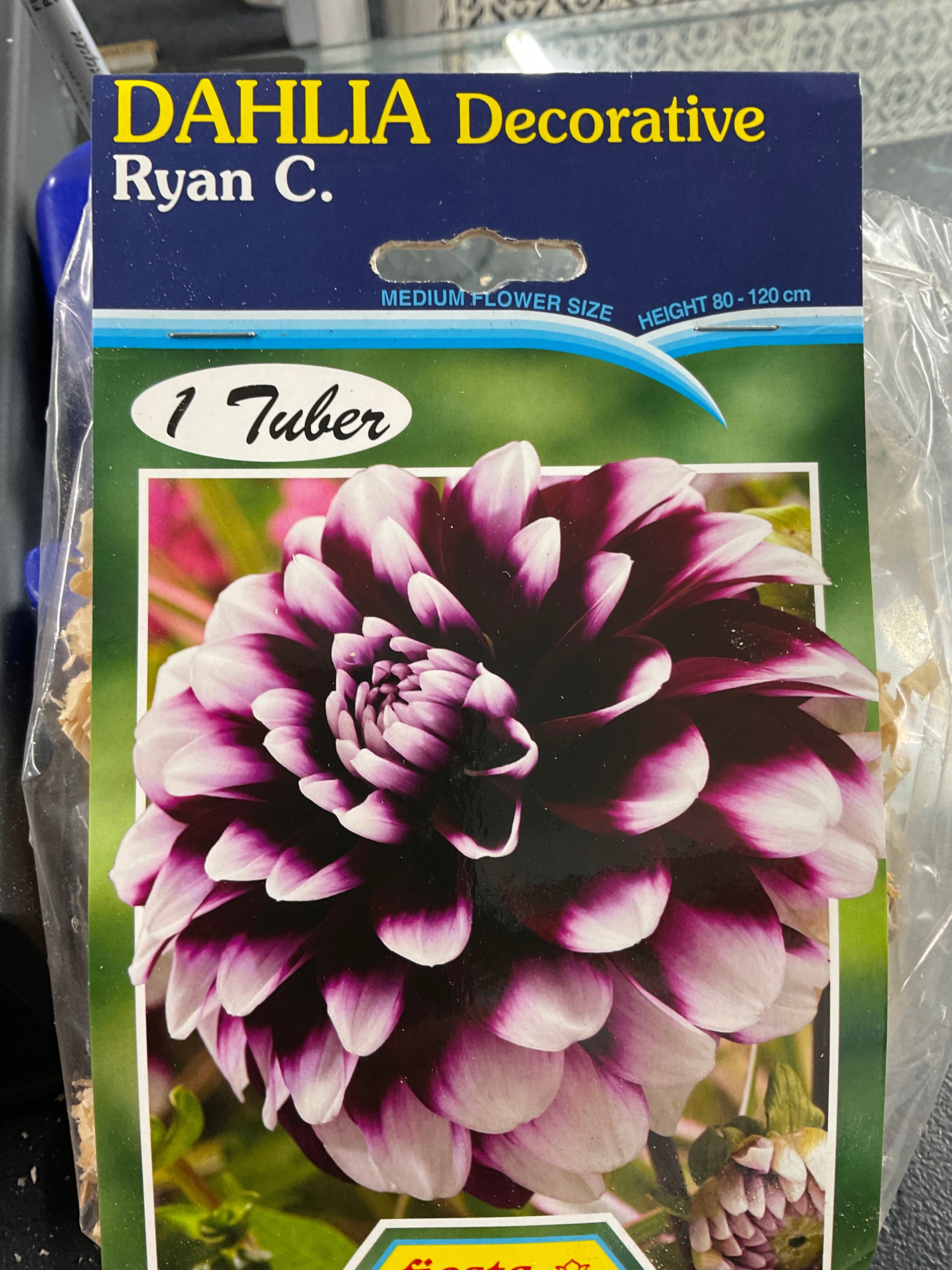 Dahlia Tuber - Ryan C