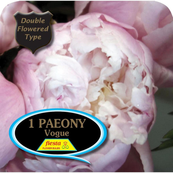 Peony Tuber - Vogue