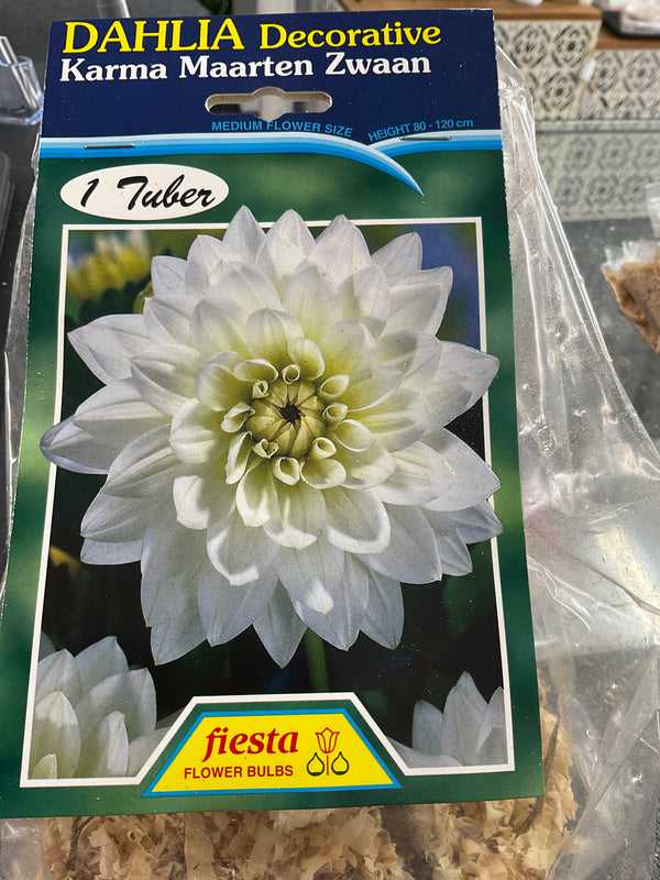 Dahlia Tuber - Karama Maarten Zwaan