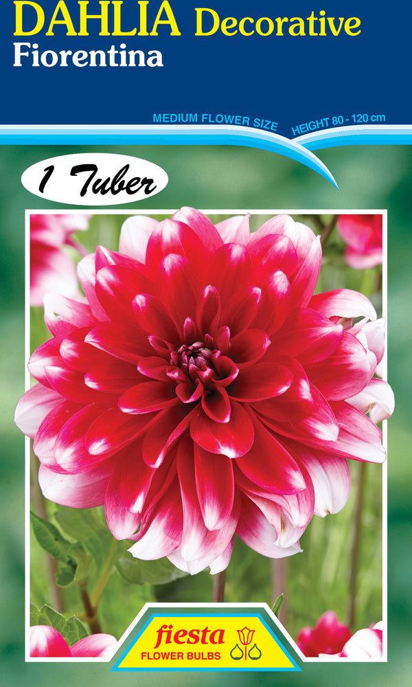 Dahlia Tuber - Fiorentina