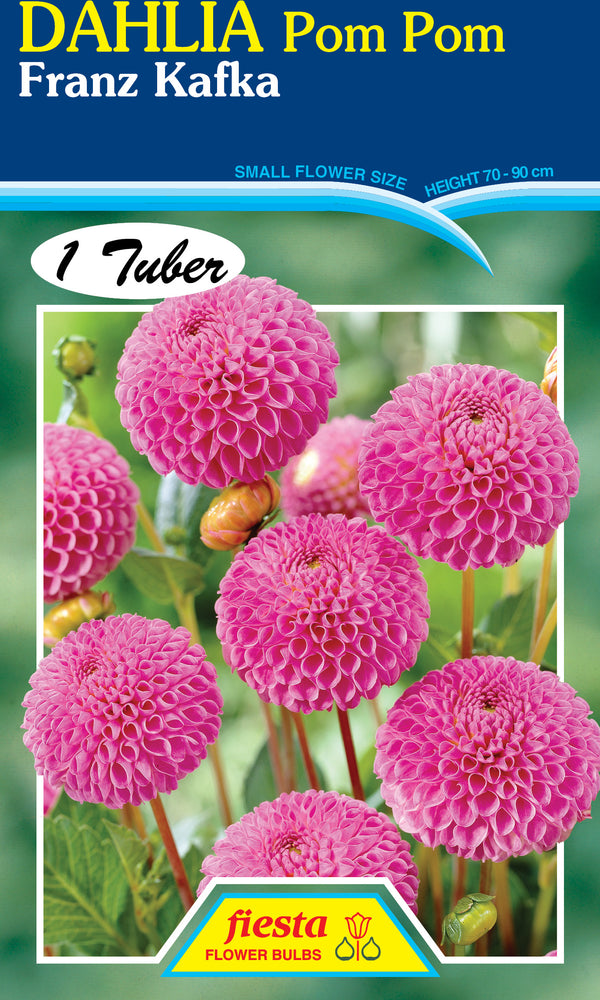Dahlia Tuber - Franz Kafta