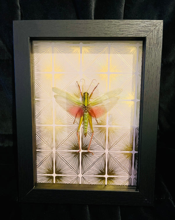 Grasshopper Gold - Taxidermy
