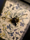 Cicada - Taxidermy