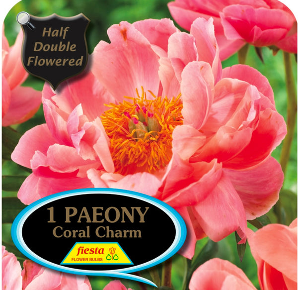 Peony Tuber - Coral Charm