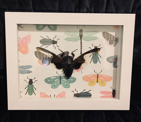 Cicada Framed  - Taxidermy