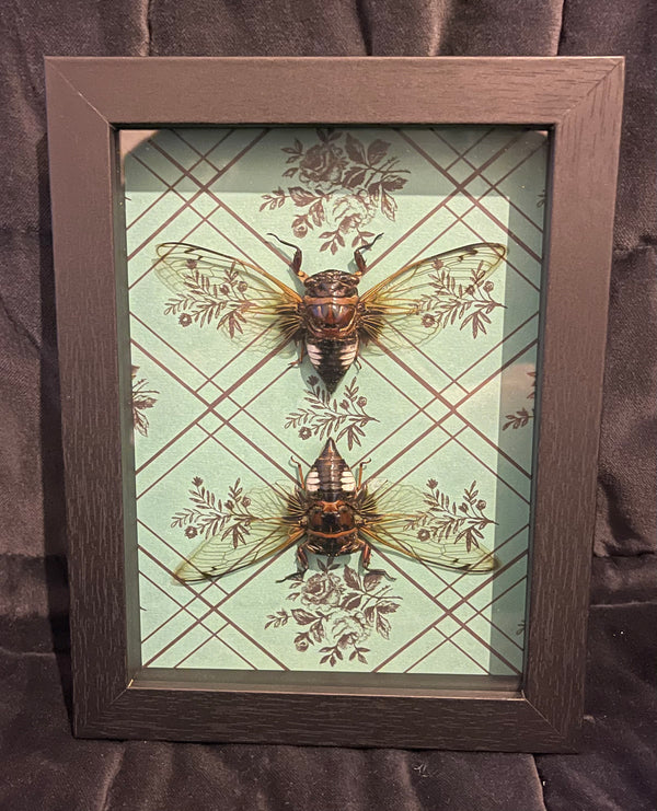 Double Cicada - Taxidermy