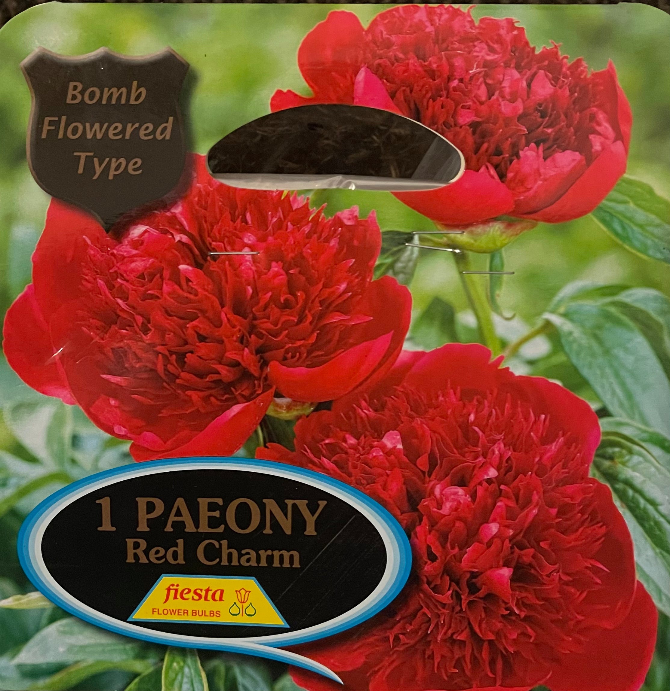 Peony Tuber - Peony Red Charm