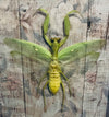 Grasshopper - Taxidermy