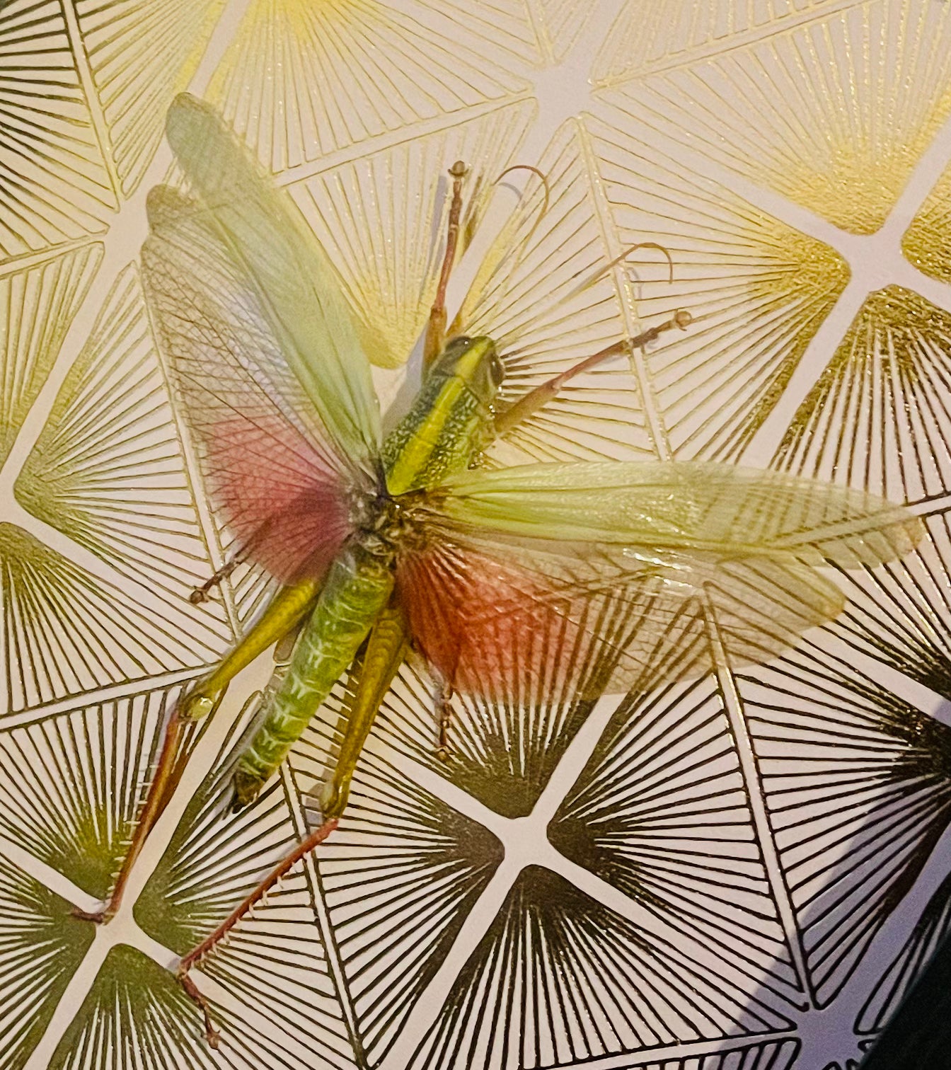 Grasshopper Gold - Taxidermy