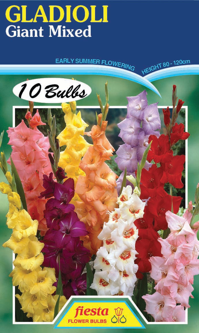 Bulb - Gladioli - Giant mix 10