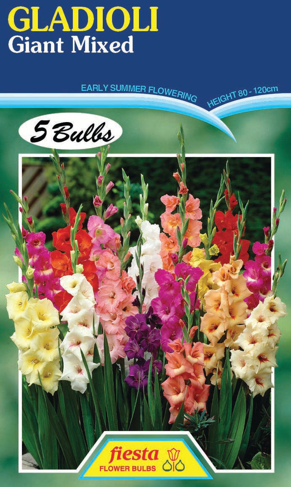 Bulb - Gladioli - Giant mix 5