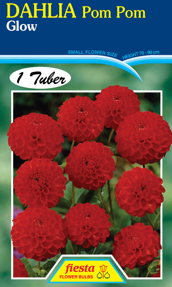Dahlia Tuber - Glow