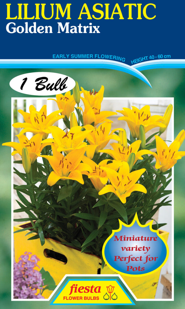 Lily - Golden Matrix