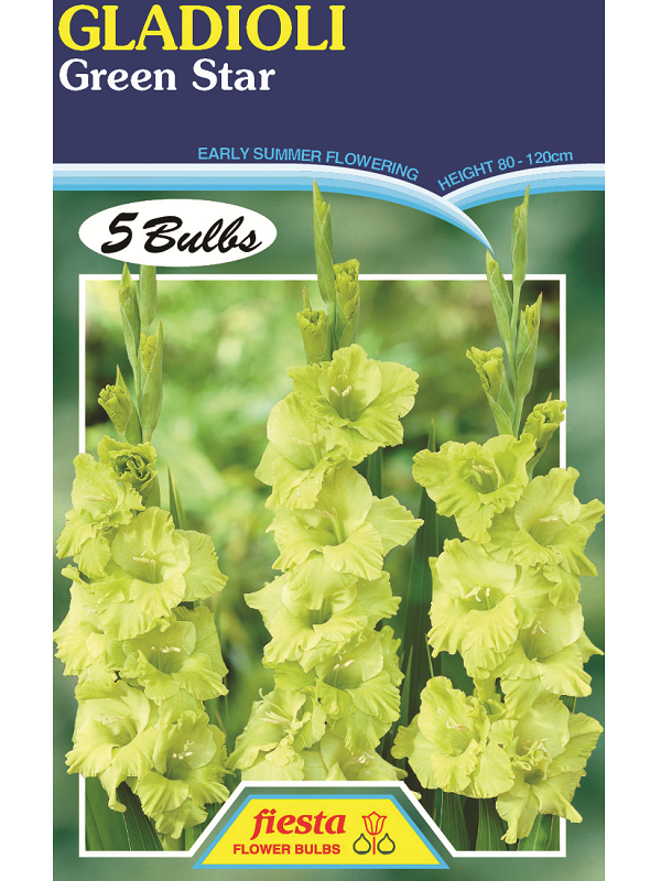 Bulb - Gladioli - Green Star