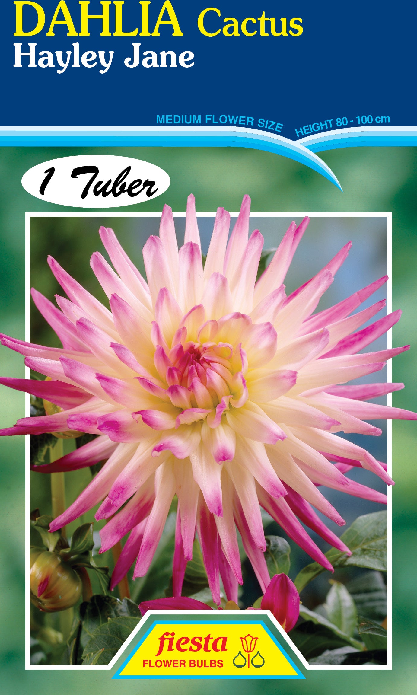 Dahlia Tuber - Hayley Jane