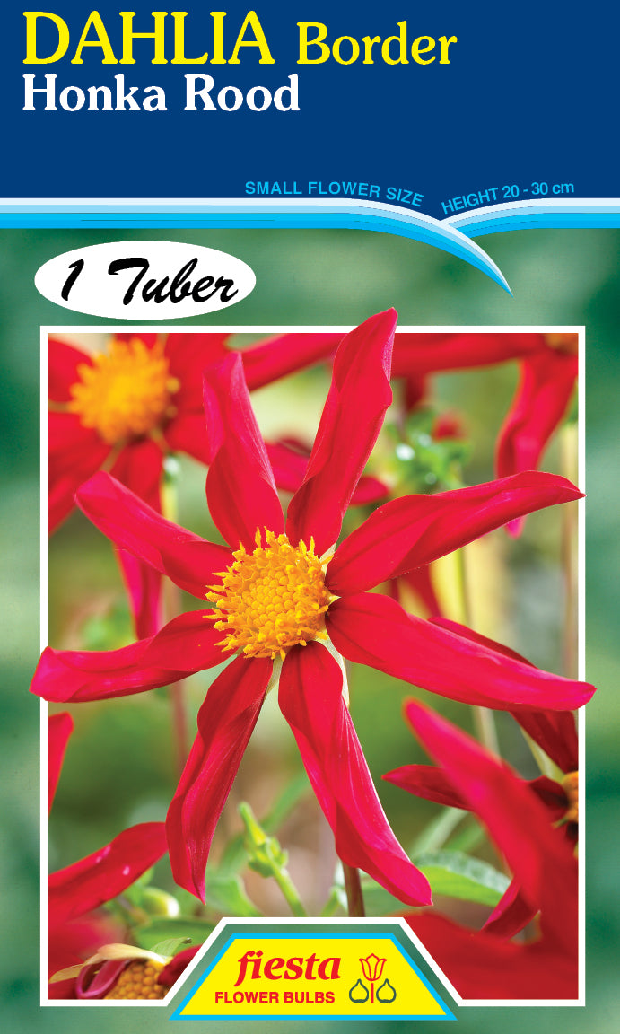 Dahlia Tuber - Honka Rood