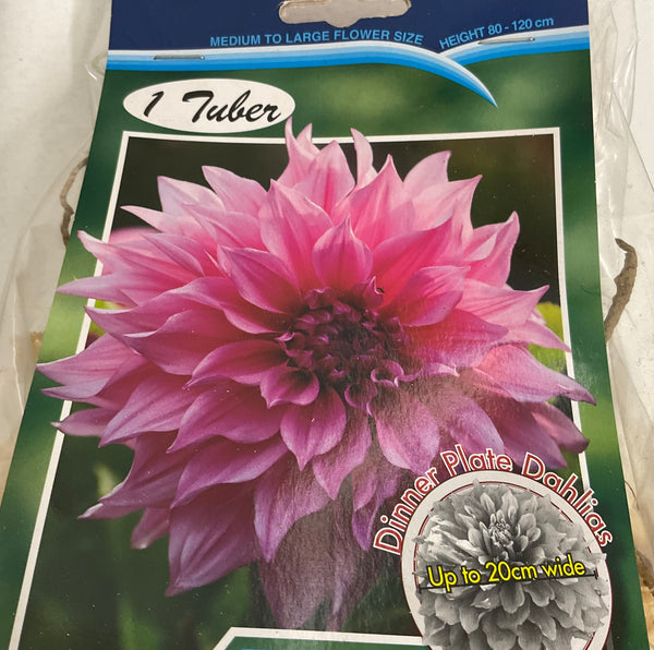 Dahlia Tuber - Cafe au Lait Rose