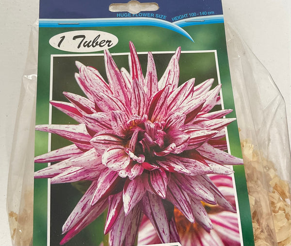 Dahlia Tuber - Hy Trio
