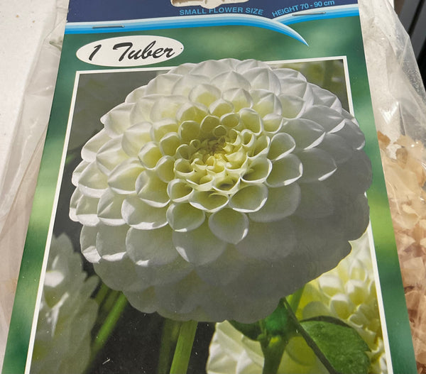 Dahlia Tuber - White Aster - Pom Pom
