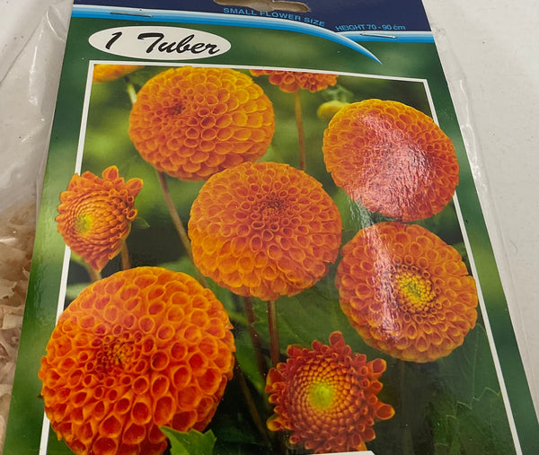 Dahlia Tuber - Bantling
