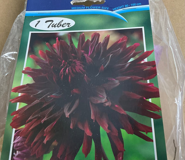 Dahlia Tuber - Black Jack