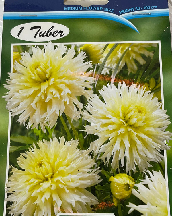 Dahlia Tuber - Ice Crystal