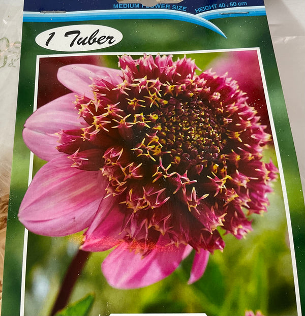 Dahlia Tuber - Fenna Baaij