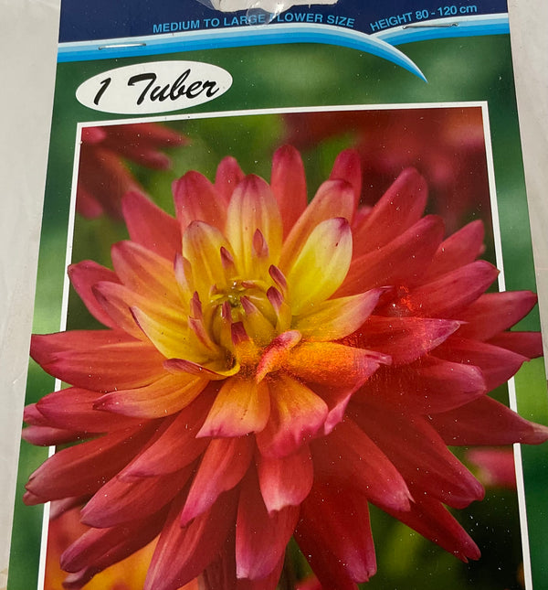 Dahlia Tuber - Rainbow Silence