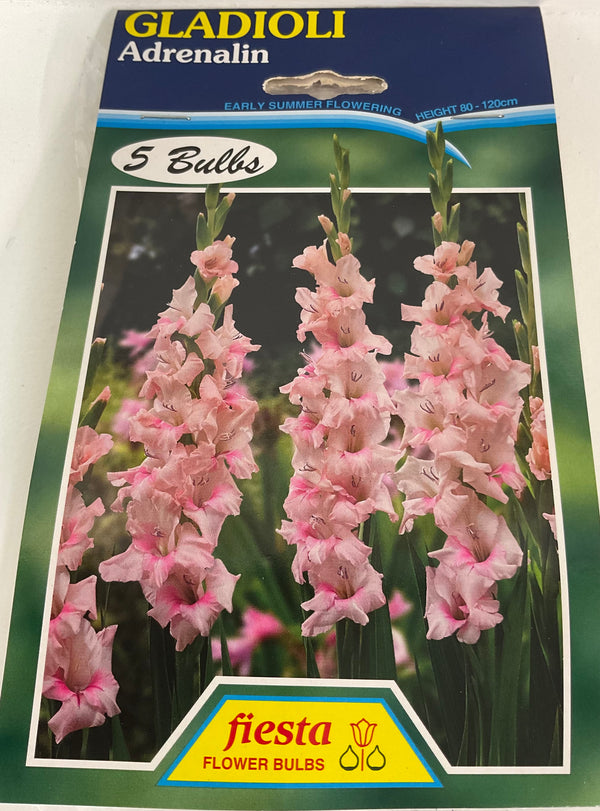 Bulbs - Gladioli - Adrenalin