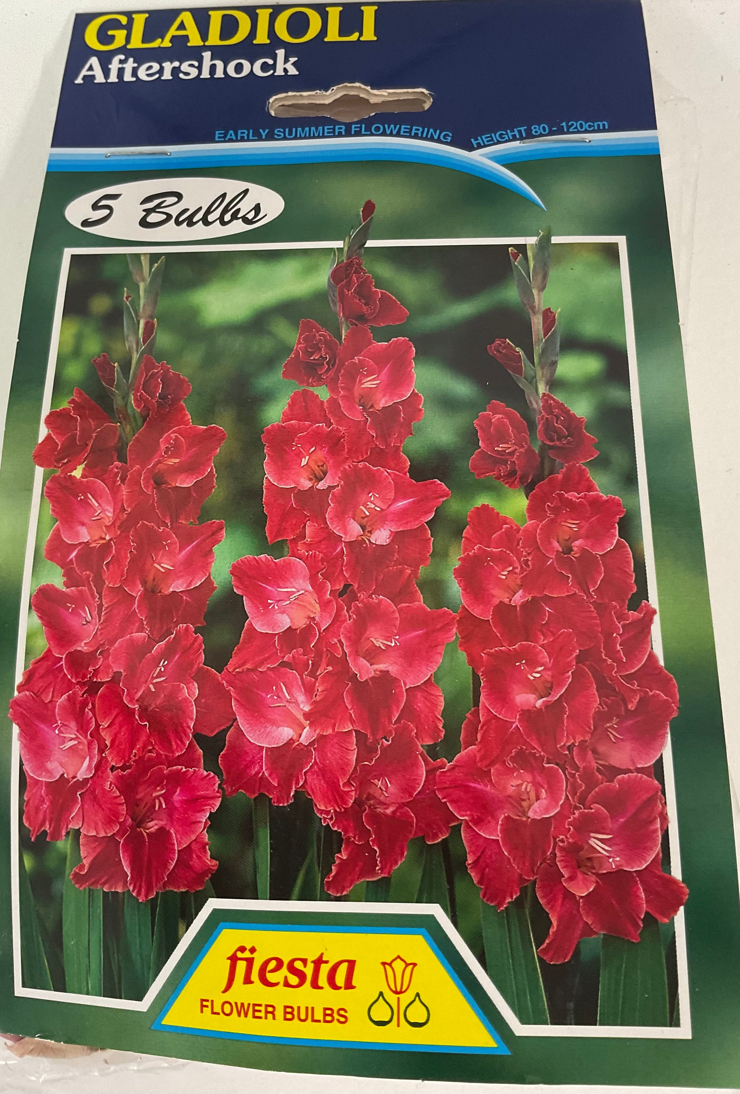 Bulb - Gladioli - Aftershock