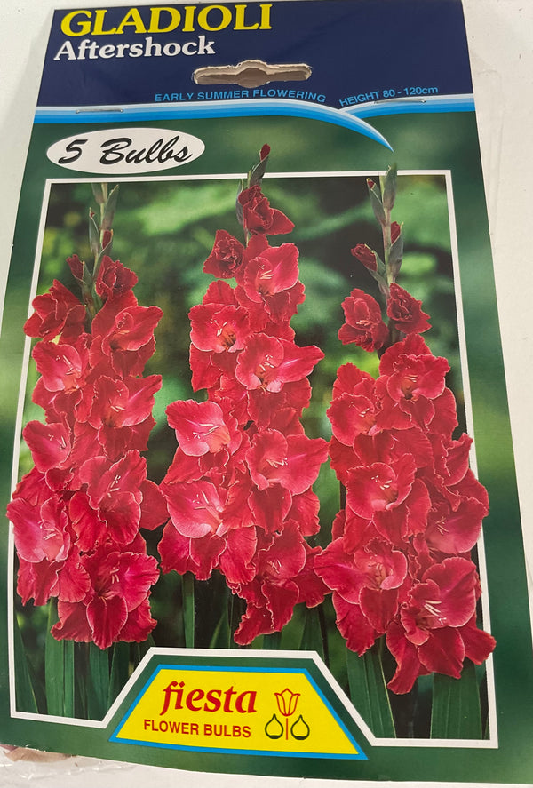 Bulb - Gladioli - Aftershock