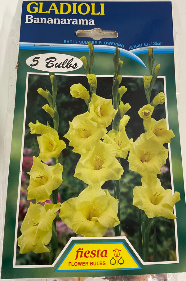 Bulb - Gladioli - Bananarama