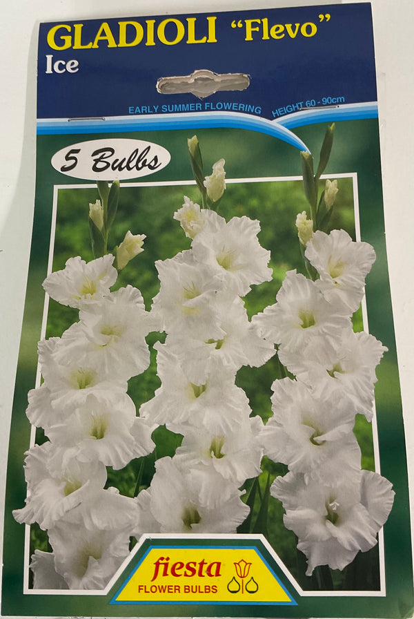 Bulb - Gladioli - Flevo - Ice