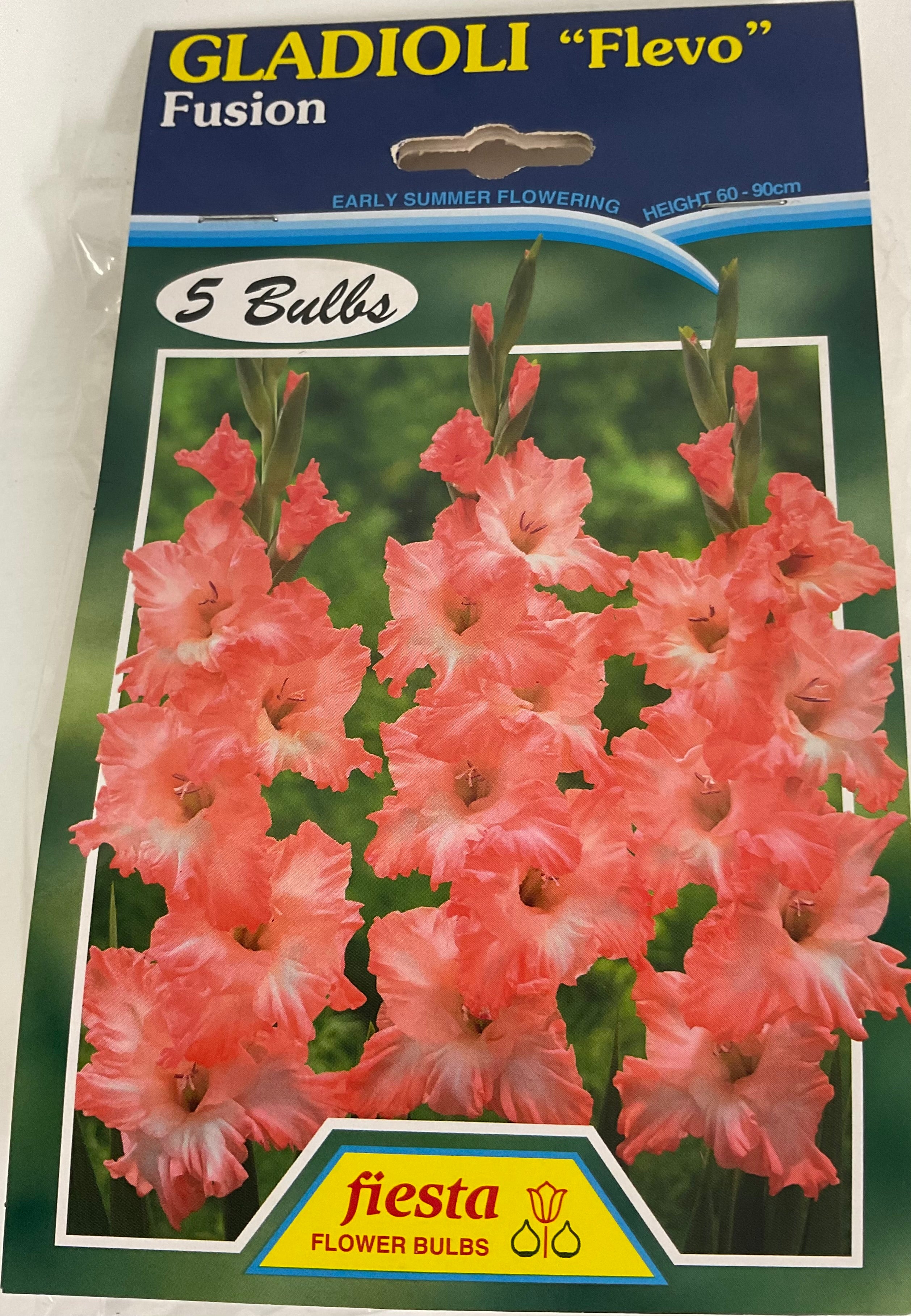 Bulb - Gladioli - Flevo - Fusion
