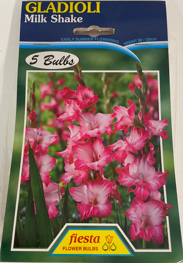 Bulb - Gladioli - Milkshake