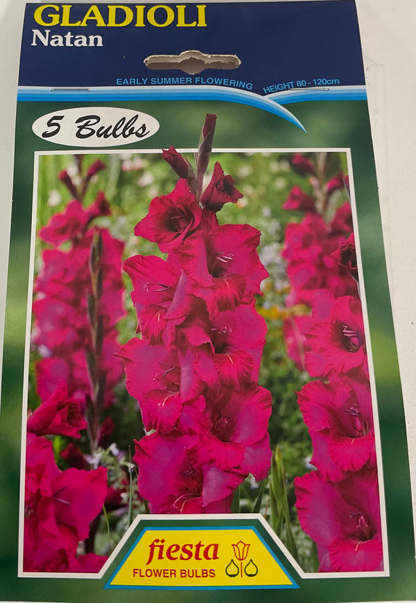 Bulb - Gladioli - Natan
