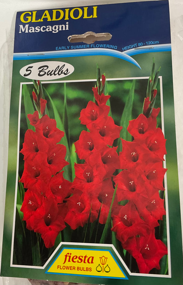 Bulb - Gladioli - Mascagni