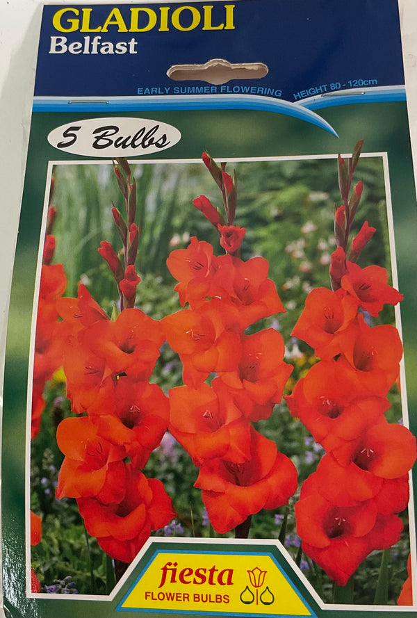 Bulb - Gladioli - Belfast