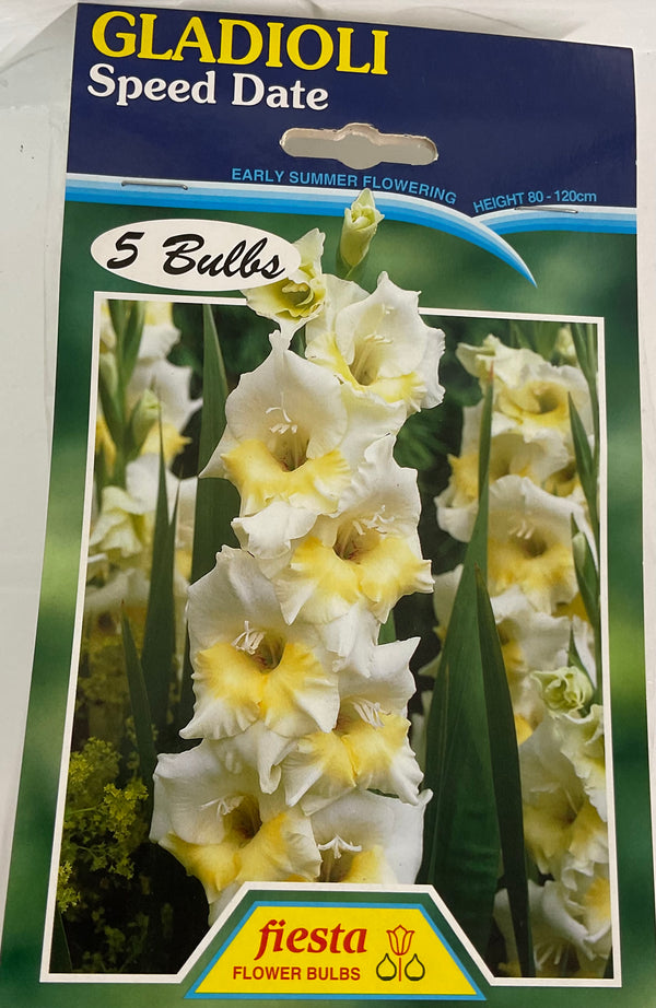 Bulb - Gladioli - Speed Date