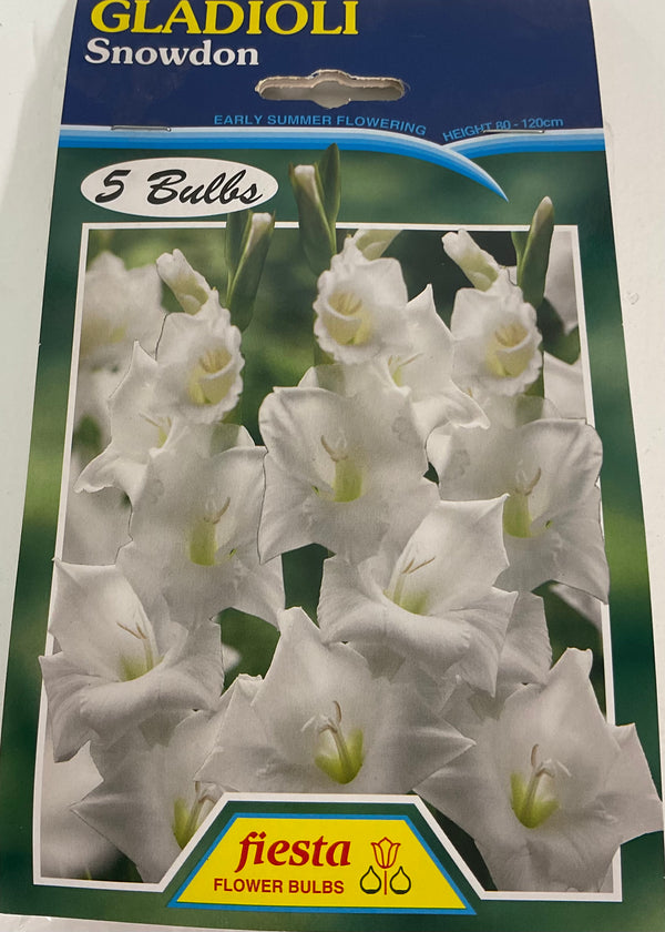 Bulb - Gladioli - Snowden