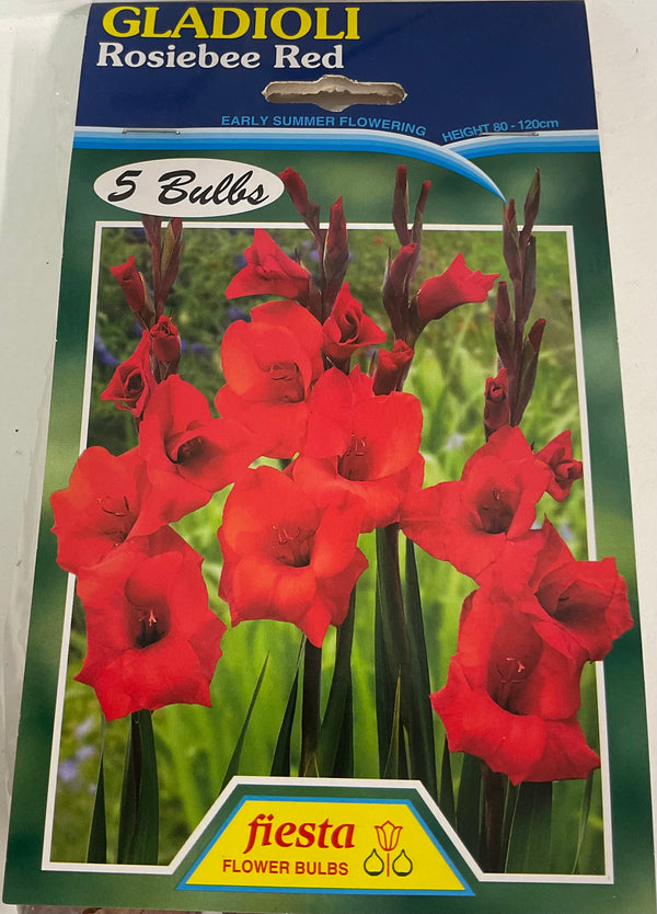 Bulb - Gladioli - Rosiebee Red